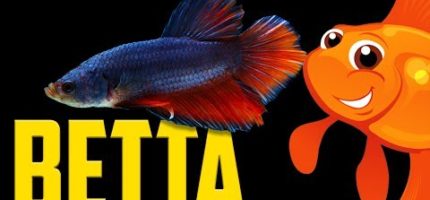 The Betta 1 Hour Live Stream! -CQQHvw4WPc.jpg
