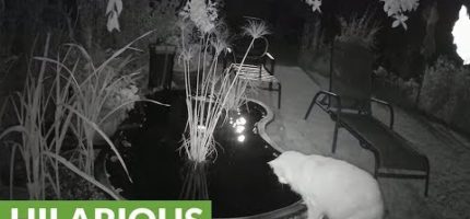 Fish startles cat drinking from backyard pond edpME5-cDyc.jpg