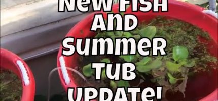 New Fish! Steel Nebula Guppies Chocolate Mollys Summer Tubbing Update Aquarium Fish Room VLOG n9yOQcRKje0.jpg