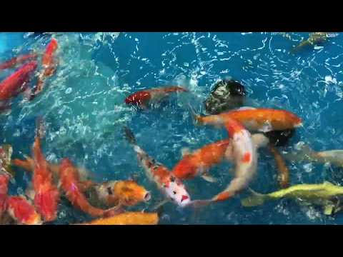 Koi Fish Ponds Giant Hundreds Koi Ponds Japanese Koi Fish