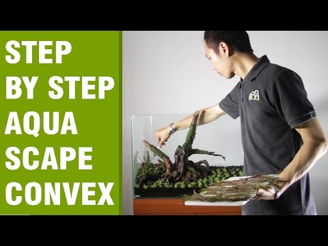 STEP BY STEP AQUASCAPE CONVEX
