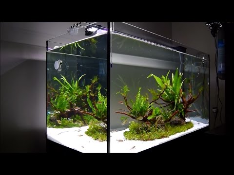 ‘The Island’ aquascape step by step