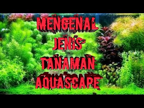 MENGENAL JENIS JENIS TANAMAN AQUASCAPE UNTUK PEMULA