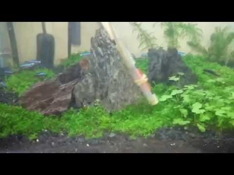 Membersihkan aquascape