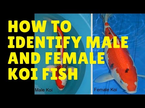 how to identify male and female koi fish | Aquariums & Water Gardens