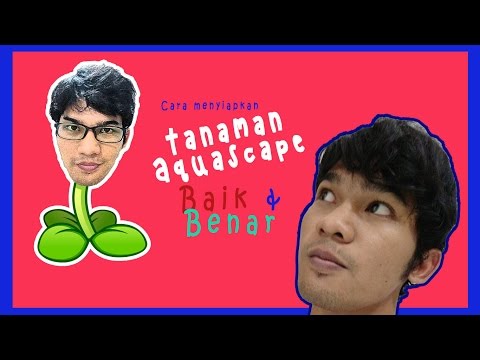 Cara Menyiapkan Tanaman Aquascape Murah – Aquascape Plants