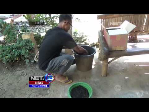 Menjamurnya Aquascape, Seni Menata Tanaman di Dalam Aquarium – NET5