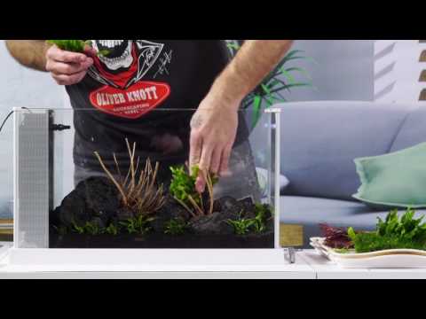 Aquascaping Masterpiece: Oliver Knott’s Stunning Underwater Gardens