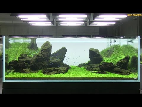Aquascape-  Nature Gallary