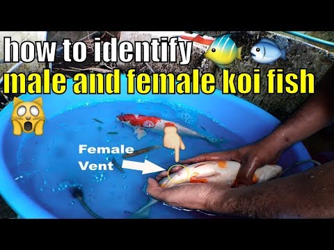 how to identify male and female koi fish you need to know | Aquarius ...