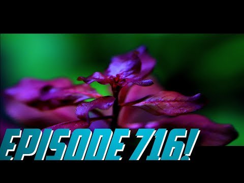 Episode 716! Ludwigia Paulstris in the Shrimp Aquascape.