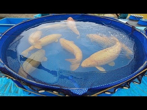 most expensive koi fish 2018 biggest koi fish in the world