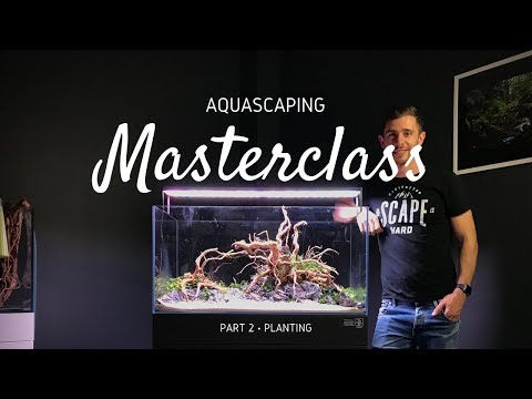 Aquascaping Masterclass | Step by Step Aquascape Tutorial – Part 2 ...