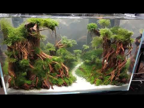 Aqua Scape Untuk Ikan Hias Mantap ( Kontes Aquascape )