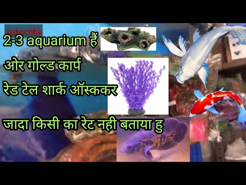aquarium fresh water fish with price1