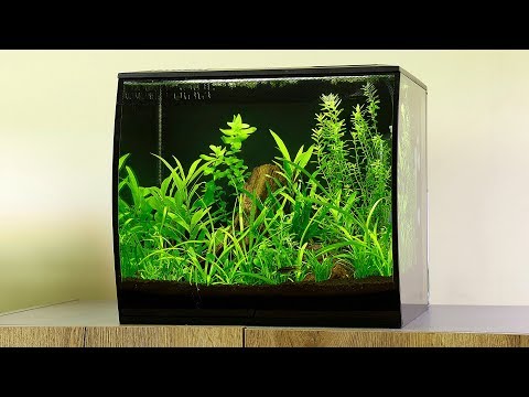 How to Aquascape a Fluval Flex