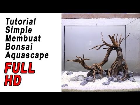 Tutorial Membuat Bonsai Aquascape Rasamala #2