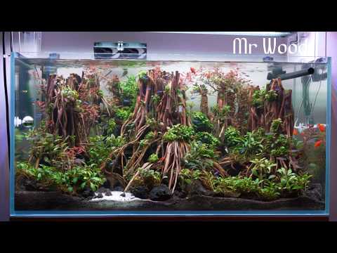 [Jungle Aquascape] 100cm Aquascaping Tank