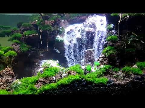 Aquascape Waterfall 2 weeks 150x45x45