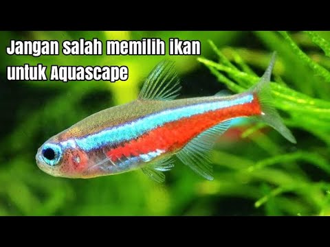 5 Ikan hias yang cocok untuk Aquascape pemula | Aquariums & Water Gardens