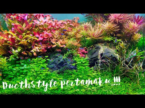 #193 Membuat Aquascape tema dutchstyle