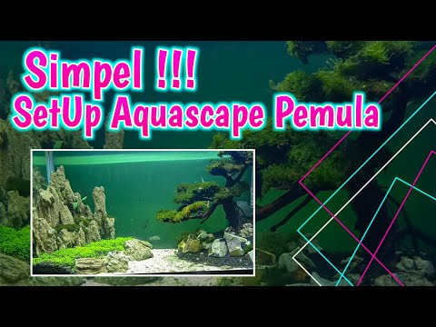 Aquascape Simpel Untuk Pemula