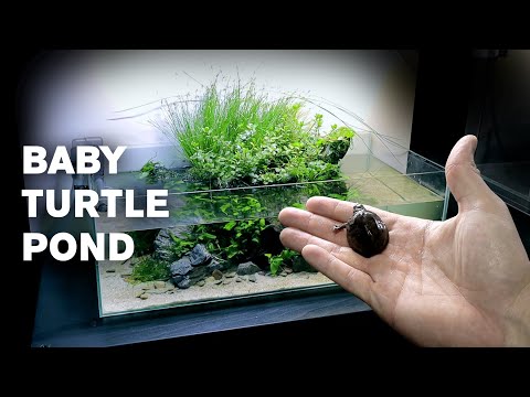 Aquascape Tutorial: BABY TURTLE Mini Pond (How To: Full Step By Step Guide, Planted Aquarium)