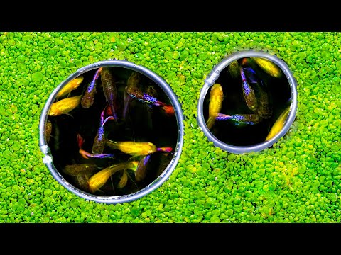 Easy DIY Fish Portals for Guppy Pond