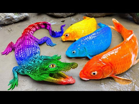 Experiment Cooking ASMR Colorful Catfish Mukbang Crocodile, Reds Koi Hunting Eel in Mud Funny Fish