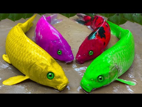 Koi Fish Hunting Eel – Stop Motion Mukbang Experiment Colorful Carp Fun River Underground #fishing