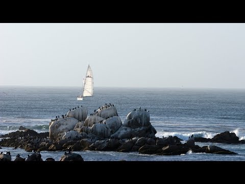 Live Monterey Bay Cam – Monterey Bay Aquarium