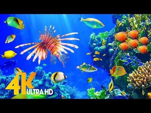 Aquarium 4K VIDEO (ULTRA HD) 🐠 Sea Animals With Relaxing Music – Rare & Colorful Sea Life Video #6