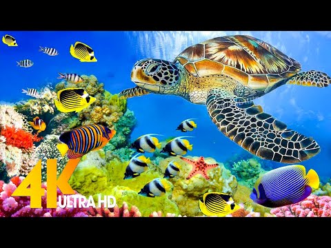 Aquarium 4K VIDEO (ULTRA HD) 🐠 Sea Animals With Relaxing Music – Rare & Colorful Sea Life Video #7