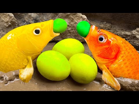 Satisfying Stop Motion – ASMR Cooking Experiment Koi Fish Colorful Hunting Rainbow Eel Primitive Fun