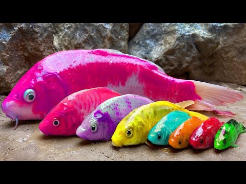 Stop Motion ASMR – Koi Fish Hunting Pink Catfish | Colorful Koi Fish | Primitive Cooking Experiment