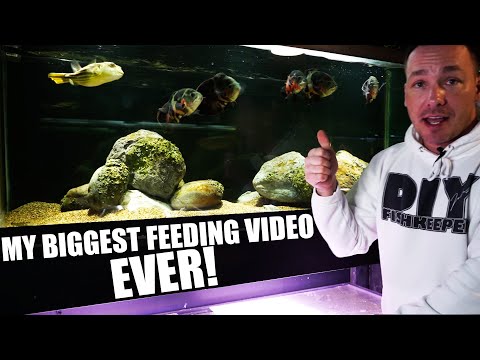 How i feed my aquarium fish, HOW MUCH, WHEN and WHAT I feed my fish tanks