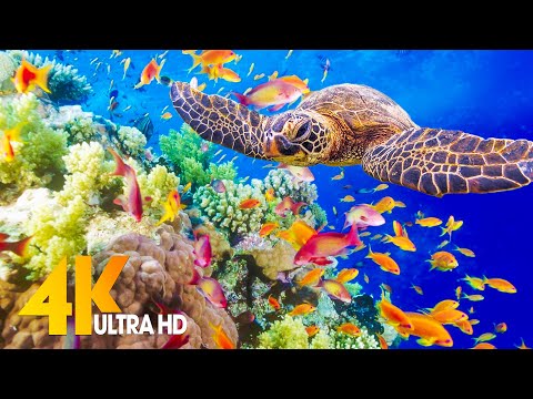 Aquarium 4K VIDEO (ULTRA HD) 🐠 Sea Animals With Relaxing Music – Rare & Colorful Sea Life Video #5