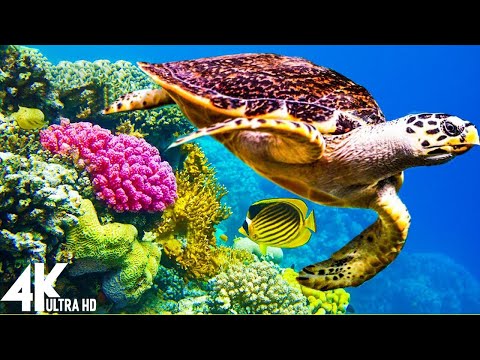 The Best 4K Aquarium for Relaxation II 🐠 Relaxing Oceanscapes – Sleep Meditation 4K UHD Screensaver