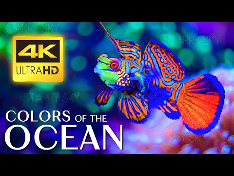 The Colors of the Ocean 4K VIDEO ULTRA HD – The Best 4K Sea Animals for Relaxation & Relaxing Music