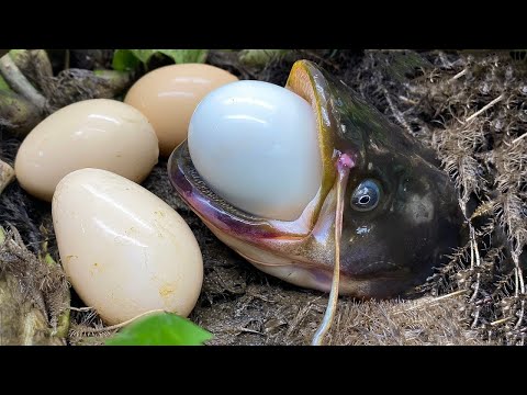 Stop Motion Cooking Koi Fish Oddly fishing in Mud Asmr Hunting Eel Primitive | Colorful Experiment