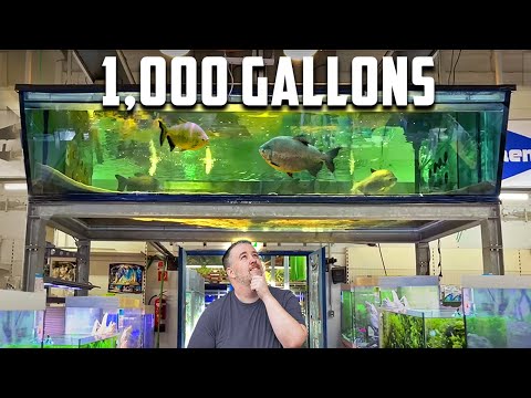 This Is The BIGGEST Fish Store I’ve Ever Seen!