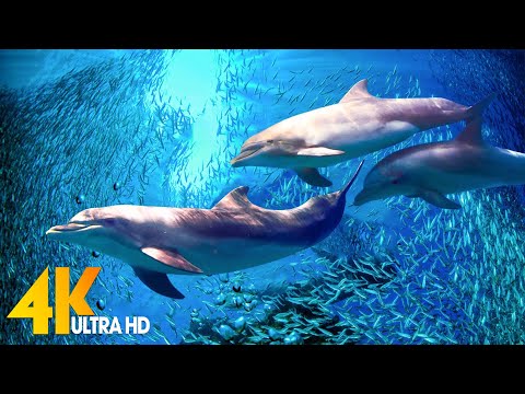 Aquarium 4K VIDEO (ULTRA HD) –  Beautiful Coral Reef Fish – Sleep Relaxing Meditation Music