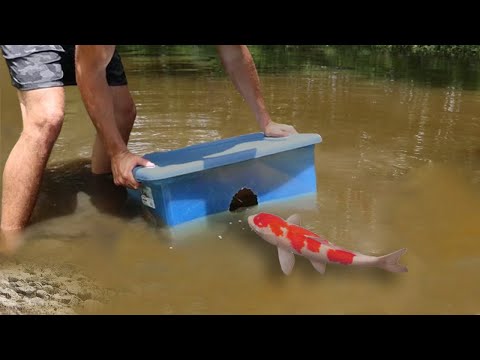 Fish Trap Catches Colorful Fish For MEGA Bass Pond!