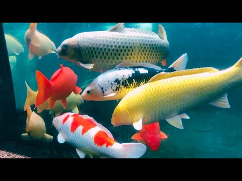 Unbelievable Jumbo KOI Underwater | Super Jumbo Koi Fish Tank