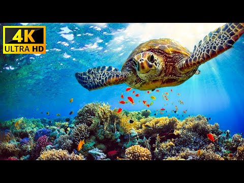 Aquarium 4K VIDEO (ULTRA HD) – Beautiful Coral Reef Fish – Sleep Relaxing Meditation Music