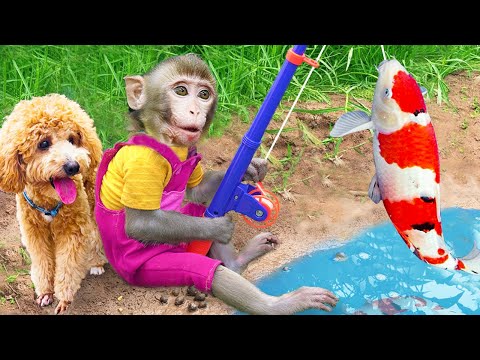 🔴 Baby monkey Kiki takes Puppy GO FISHING Koi Fish | KUDO ANIMAL KIKI #2