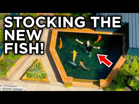 The Backyard Koi Pond Is Finished! BIG NEW FISH (pt 4)