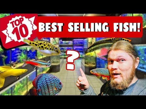 These Are The Top 10 Best Selling Aquarium Fish Species in America! – The Ten Most Popular Pet Fish.