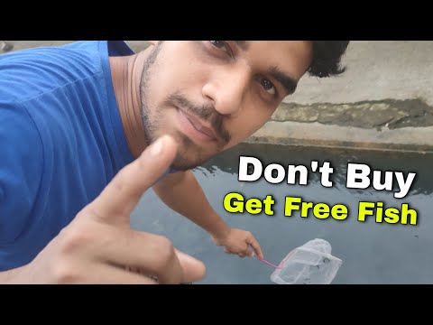 Don't Buy Fish Just Catch It ! | Wild Guppy, Endler Guppy for Free – Aquarium Fish