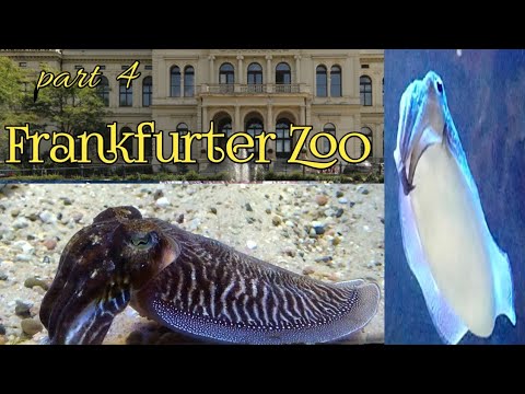 Aquarium Fish video | Best place for tourist in Frankfurt Germany | Part 4